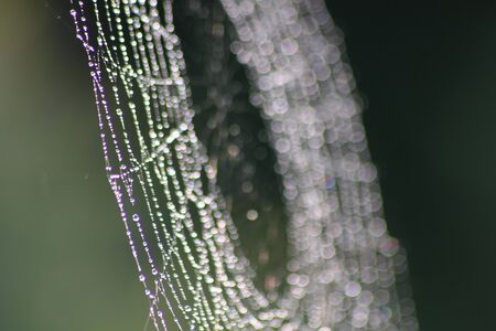 Web. Dew drops on a web. 