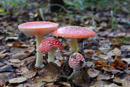 Mushroom. Toadstool. の写真素材