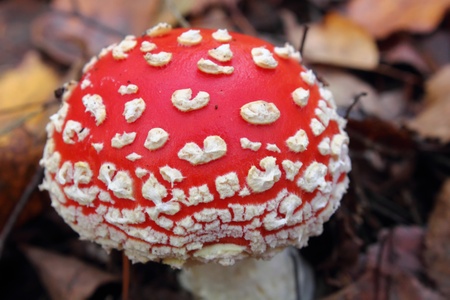 Mushroom. Toadstool. の写真素材