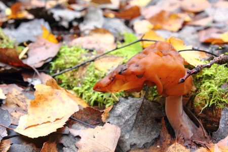 Mushroom. Autumn Gyromitra. 