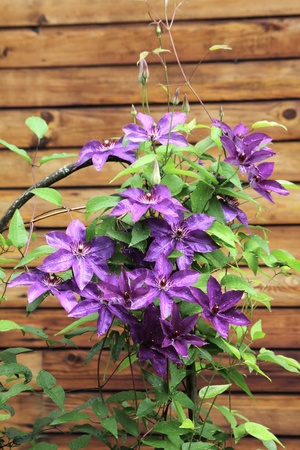 Summer flower. Clematis. の写真素材