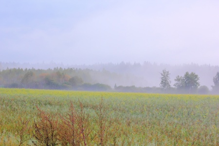 Fog. Morning. の写真素材