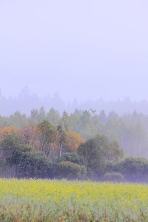 Fog. Morning. の写真素材