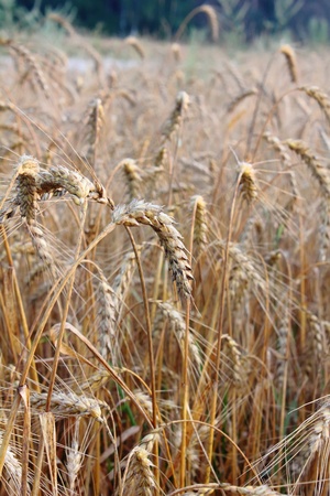 Wheat ears.の写真素材