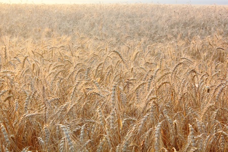 Wheat ears. の写真素材