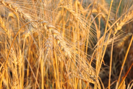 Wheat ears. の写真素材