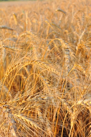 Wheat ears. の写真素材