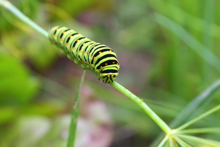 Caterpillar. の写真素材