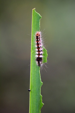Caterpillar. 