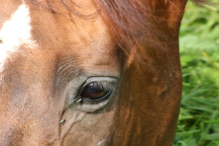 Horse. の写真素材