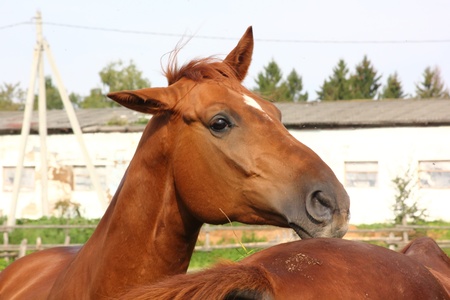 Horse. の写真素材