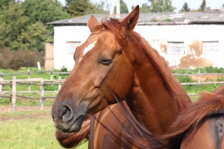 Horse. の写真素材