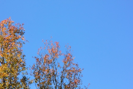 Autumn leaves.