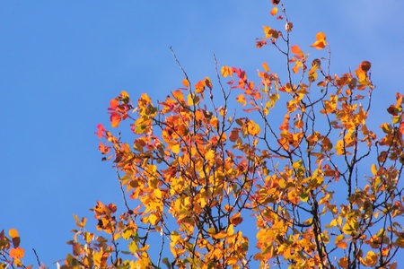 Autumn leaves.の写真素材