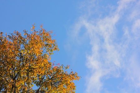 Autumn leaves.の写真素材