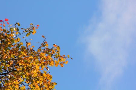 Autumn leaves.の写真素材