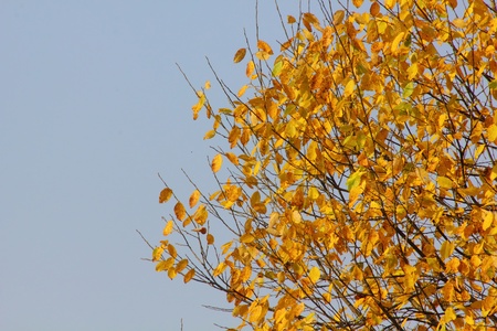 Autumn leaves. の写真素材