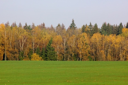 Autumn wood. Yellow foliage.の写真素材