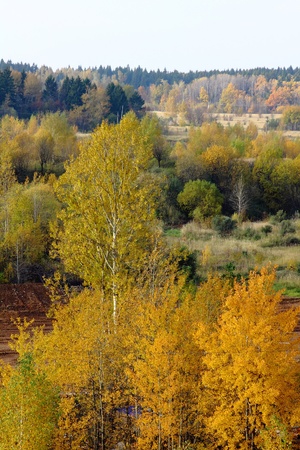 Autumn wood. Yellow foliage.の写真素材