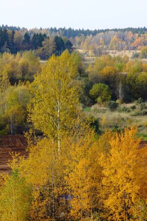 Autumn wood. Yellow foliage.の写真素材
