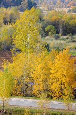 Autumn wood. Yellow foliage. Road.の写真素材