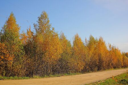 Autumn wood. Yellow foliage. Road.の写真素材