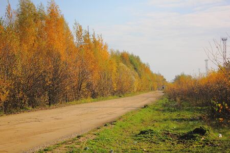 Autumn wood. Yellow foliage. Road.の写真素材