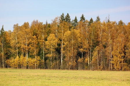 Autumn wood. Yellow foliage.の写真素材