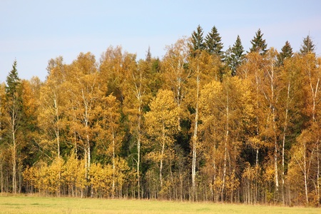 Autumn wood. Yellow foliage.の写真素材
