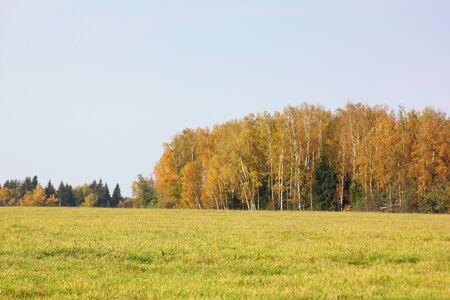 Autumn wood. Yellow foliage.の写真素材