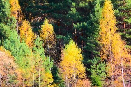 Autumn wood. Yellow foliage. Art.の写真素材