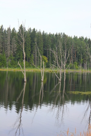 Trees in water. Flood.の写真素材