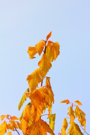 Leaves. Hoarfrost. の写真素材