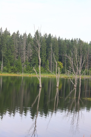 Trees in water. Flood. の写真素材