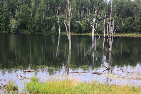 Trees in water. Flood. の写真素材