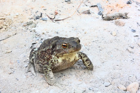 Toad. 