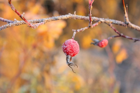 Dogrose berries. Hoarfrost. の写真素材
