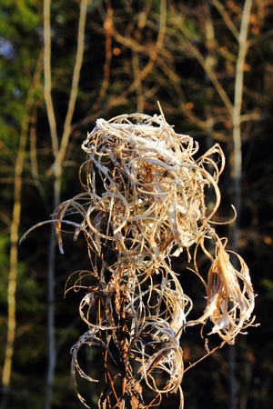 Dead plant. Hoarfrost. の写真素材