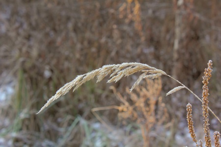 Dead plant. Hoarfrost. の写真素材