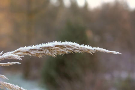 Dead plant. Hoarfrost. の写真素材