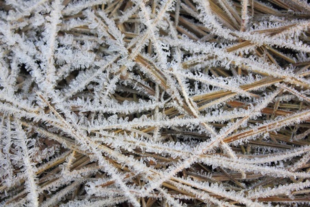 Dry grass. Hoarfrost. の写真素材