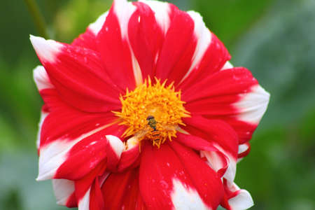 Red garden flower. Dahlia. の写真素材