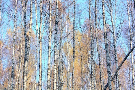 Birch forest. の写真素材