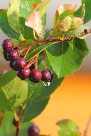 Chokeberry. Berries. の写真素材