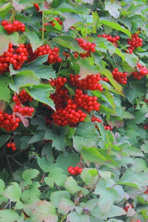 Guelder-rose. Berries. の写真素材