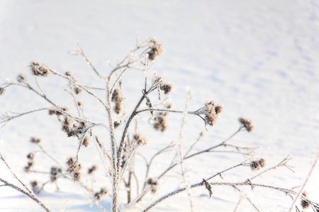 Snow  Hoarfrost  Dry grass  の写真素材