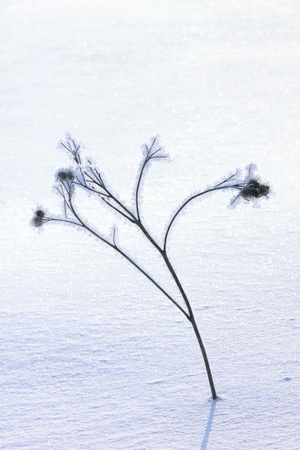 Snow  Hoarfrost  Dry grass  の写真素材