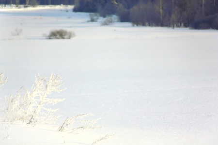 Snow  Hoarfrost  Dry grass  の写真素材