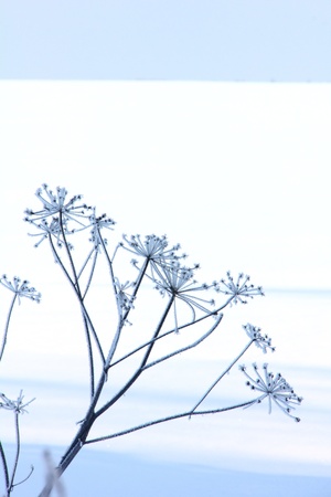 Winter flower  Snow  Hoarfrost の写真素材
