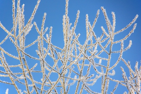Hoarfrost  Frost  Blue sky  の写真素材